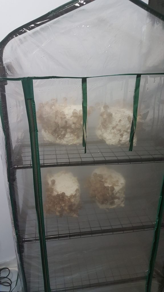 Locating your mushroom growing room