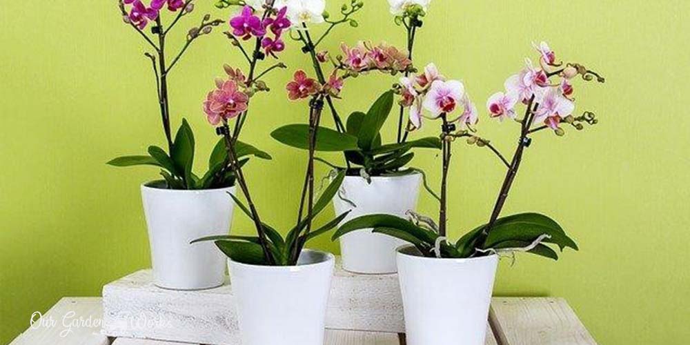 best orchid pots