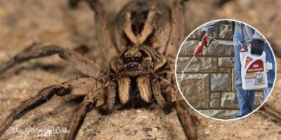 9 Best Pesticides For Wolf Spiders – (Reviews & Top Picks in 2023)