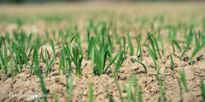 Growing Grass in Dryness: Can Grass Grow In Sand & Stay Healthy?