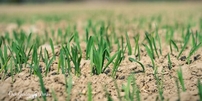 Growing Grass In Dryness Can Grass Grow In Sand 3978