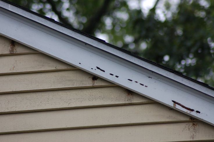 carpenter bee damage on sidings