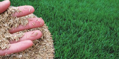 Does Grass Seed Go Bad? – Tips on Storage and Germination Check