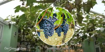 Growing Grapes Indoors: Turning Your Home Into A Vineyard