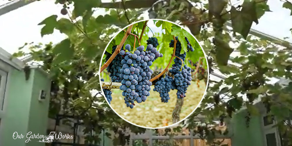 growing grapes indoors