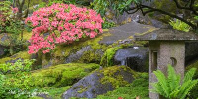 2 Ways Of Growing Moss On Rocks [+Fun Facts About Moss]