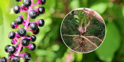 How To Get Rid of Pokeweed For Good (in 3 Powerful Methods)