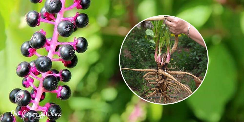 how to get rid of pokeweed