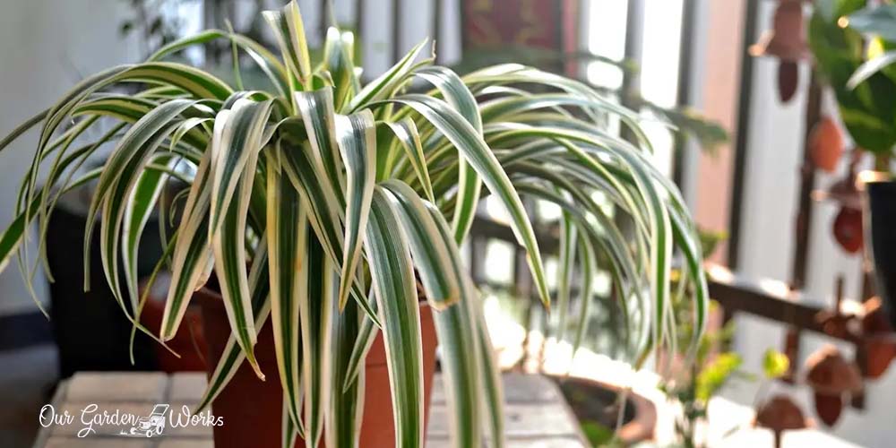how to prune a spider plant