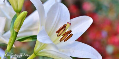What Are The Seeds In Lily Bloom For, Their Benefits & Harvest Tips?