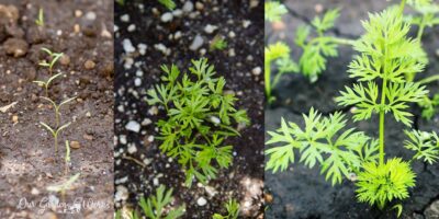 What Do Carrot Sprouts Look Like & How To Identify Them?