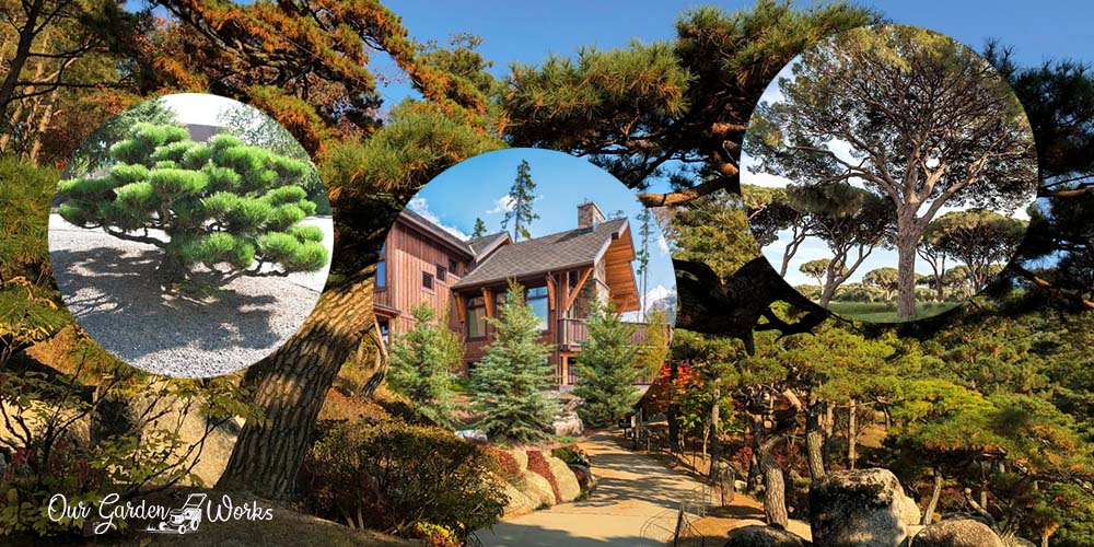 10 Cool Ideas in Landscaping Pine Trees