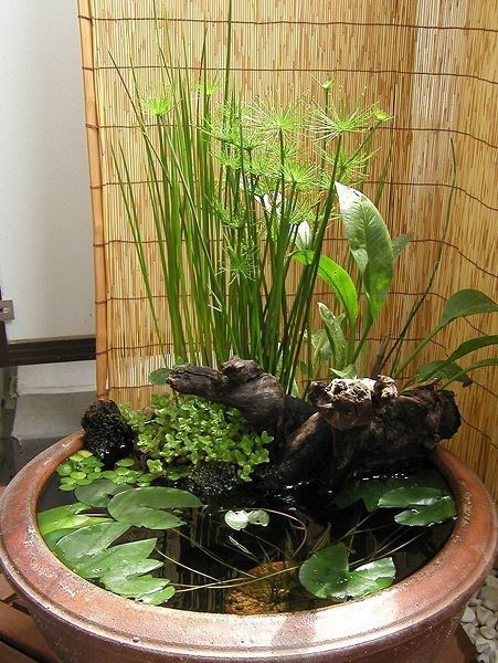 A big clay garden bowl designed with an old wood ornament and aquatic plants such as dwarf bulrush, creeping jenny, and some lilies.