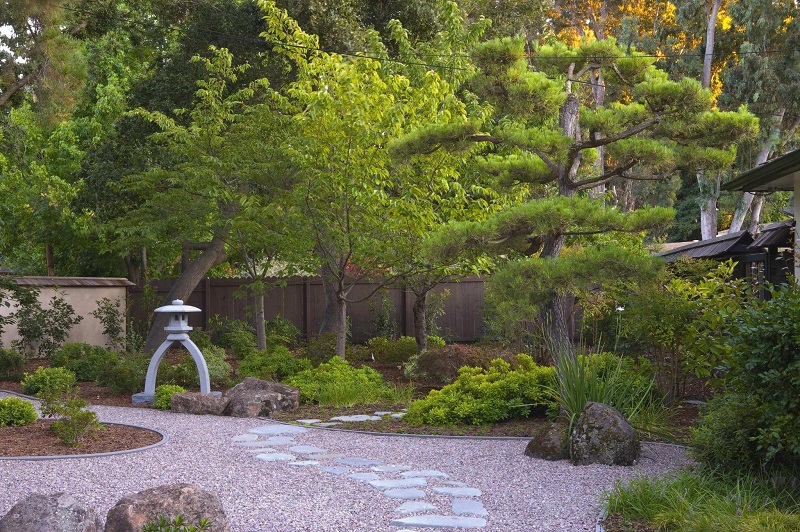 A bonsai-style pine tree as a specimen tree in a zen garden