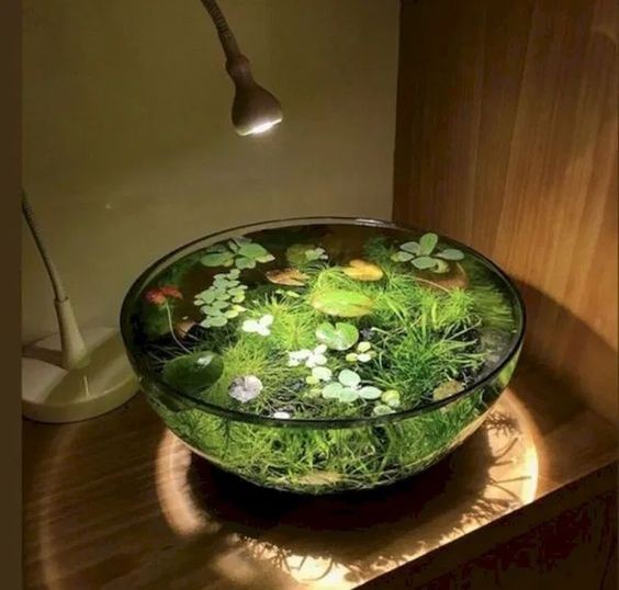 A clear glass that works like a terrarium for the submerged aquatic plants.