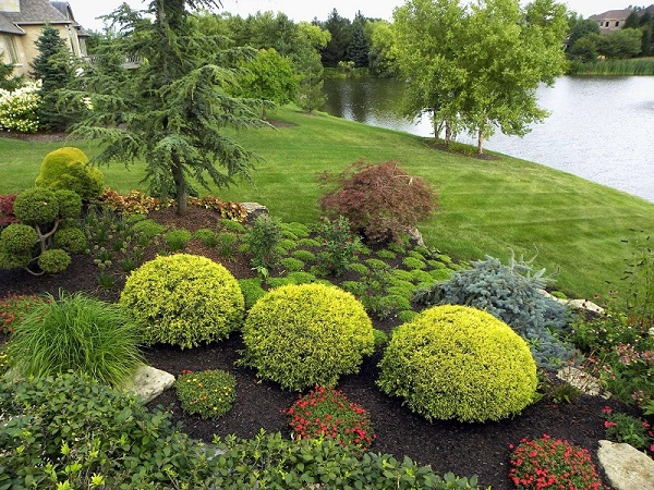 A combination of evergreens and flowering plants that thrive in the same type of  soil