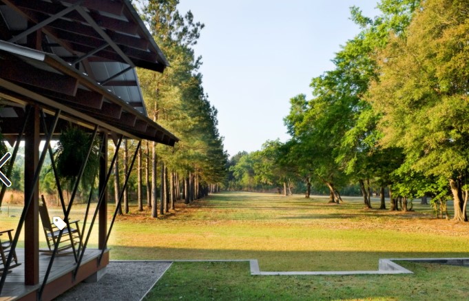 A lineup of pine trees serves as a beautiful border for a driveway