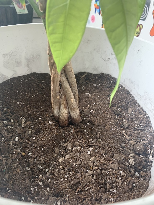 A money tree with root rot due to overwatering