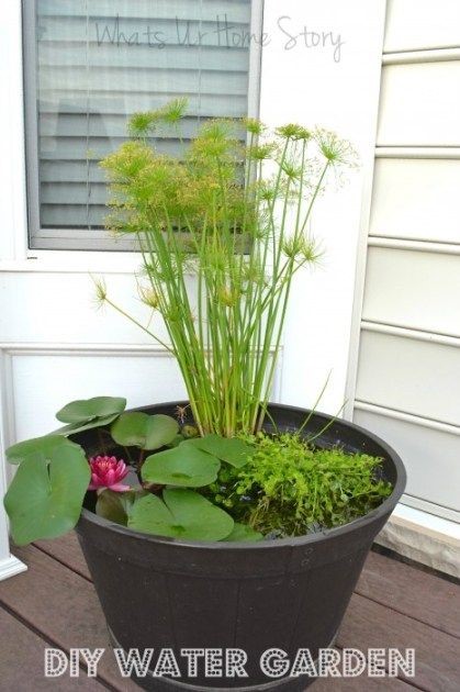 A water garden in a big pot highlighting the beauty of dwarf bulrush, Nymphaea 'Sunny Pink', and creeping jenny.