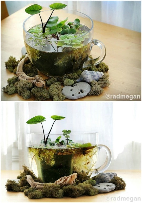 A water garden in a cup with a baby elephant’s ear, creeping jenny, and water cabbage plants. 