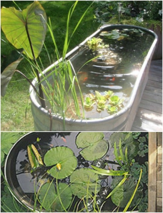 A water garden in a galvanized bathtub with an elephant’s ear as marginal plants and water cabbage and lilies as floating plants.