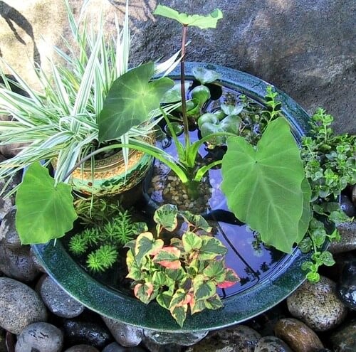 A water garden in a garden bowl with a mix of terrestrial plants (variegated sweet flag) and aquatic plants like parrot’s feather.