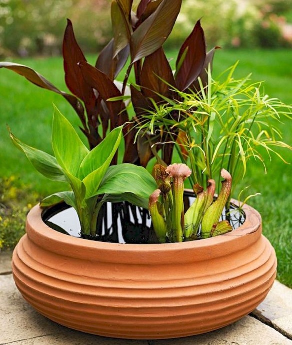 A water garden in a mini clay bowl showcasing the beauty of tropical canna, umbrella grass, and pitcher plant sarracenia (pink).