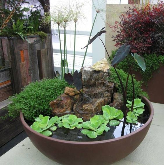 A water garden in a wide garden bowl featuring a combination of elephant’s ear(taro), water lettuce, dwarf bulrush, and a bog plant on top of a rock ornament. 