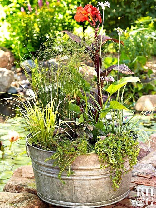 A water garden with a diverse combination of aquatic plants that include cardinal flowers, sweet flag canna lily, and parrot’s feathers. 
