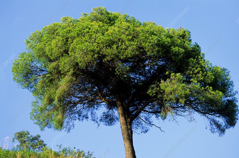 Aleppo pine