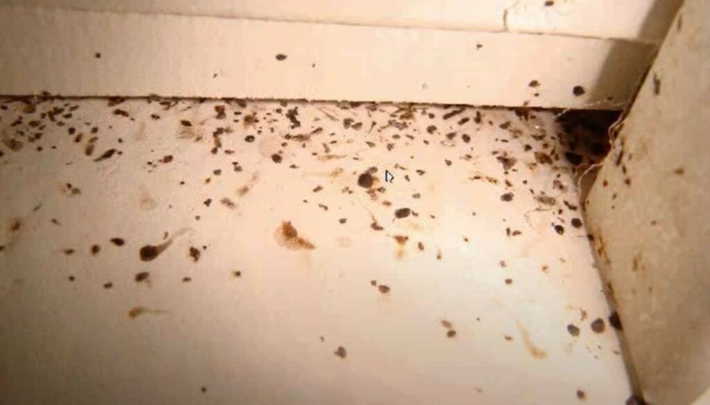 American cockroach droppings next to its nest
