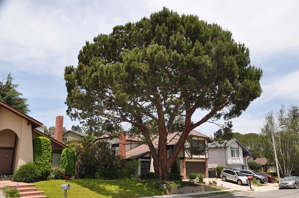 An Italian stone pine showing off its beautiful branches in a front yard.
