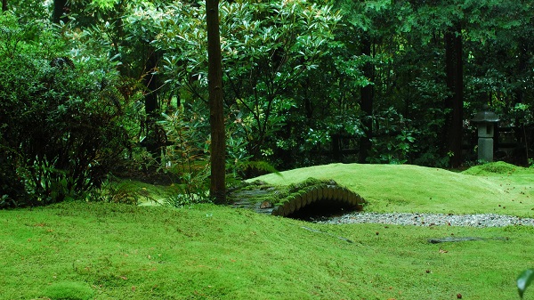 An outdoor moss garden