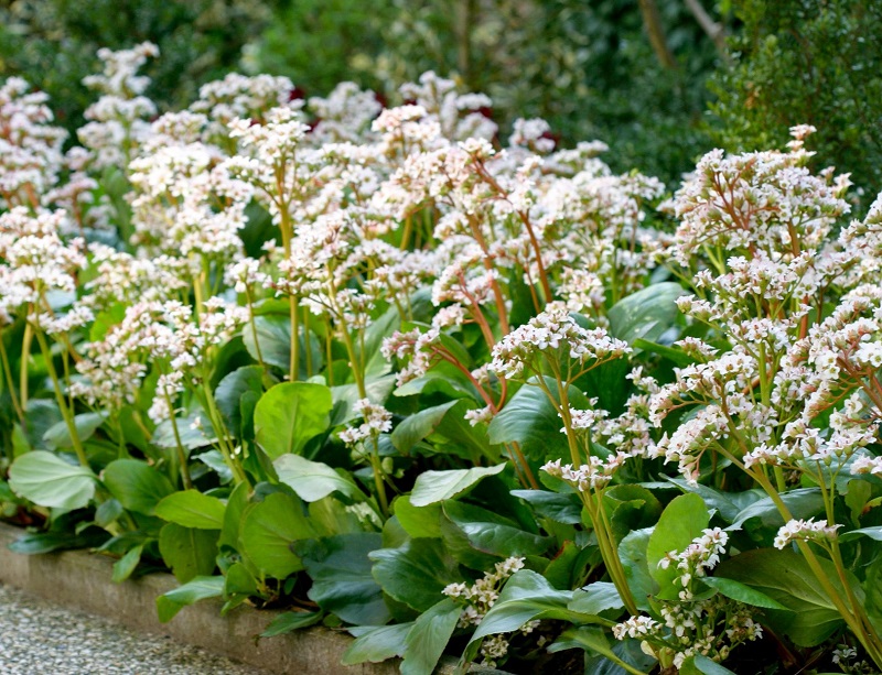 Bergenia