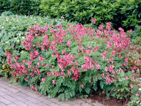 Bleeding hearts