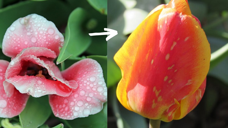 Botrytis blight on tulip flowers
