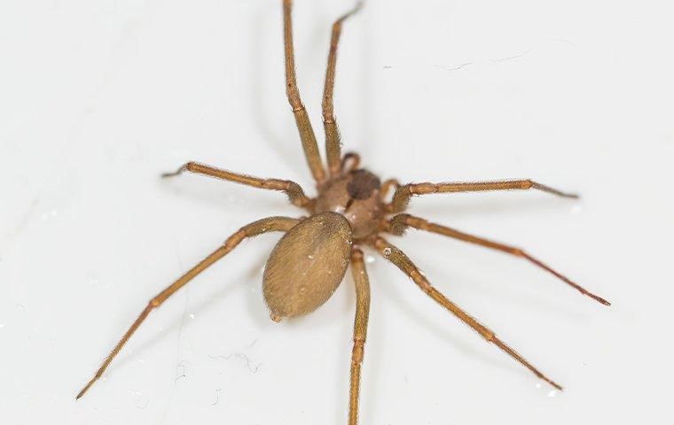 Brown recluse spiders features