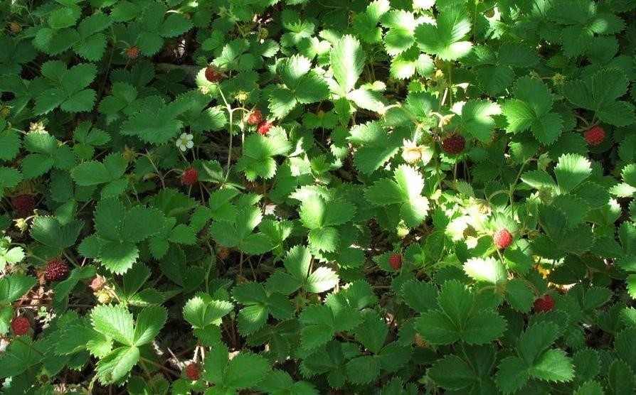California wood strawberries (Frageria Californica)