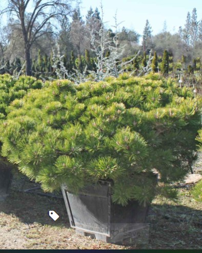 Cedar pine in container