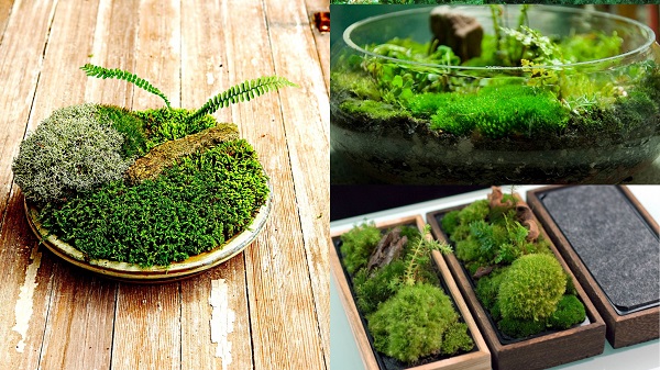Different containers for the indoor moss garden