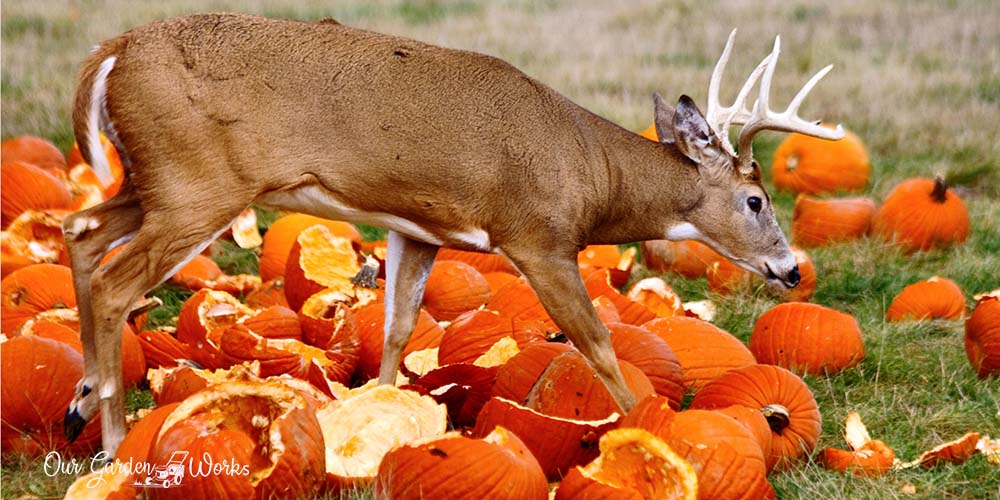 Do Deers Eat Pumpkins - OGW