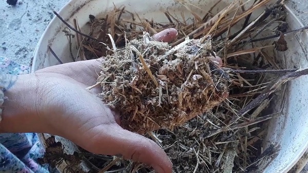 Dried sunflowers stalks ideal for mulching clay soils