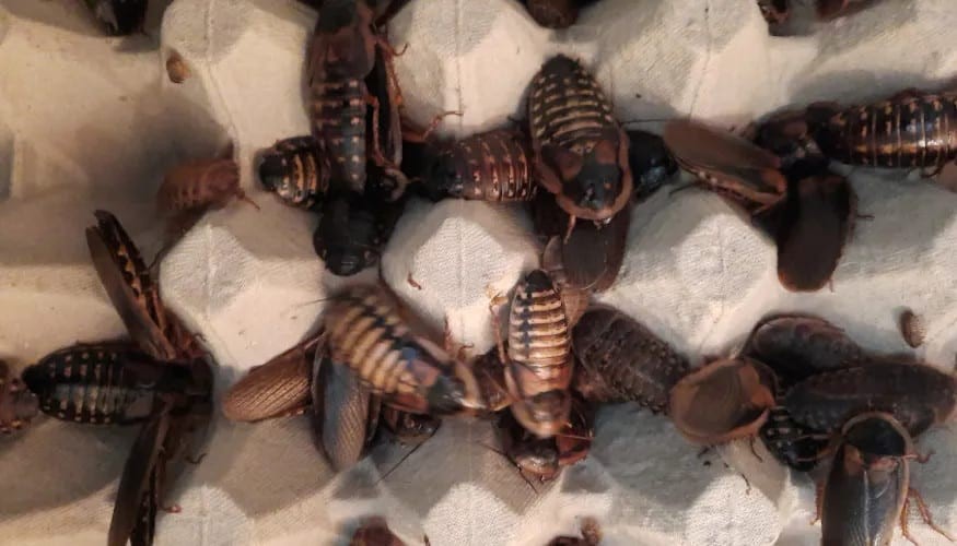 Dubia roaches in an egg carton