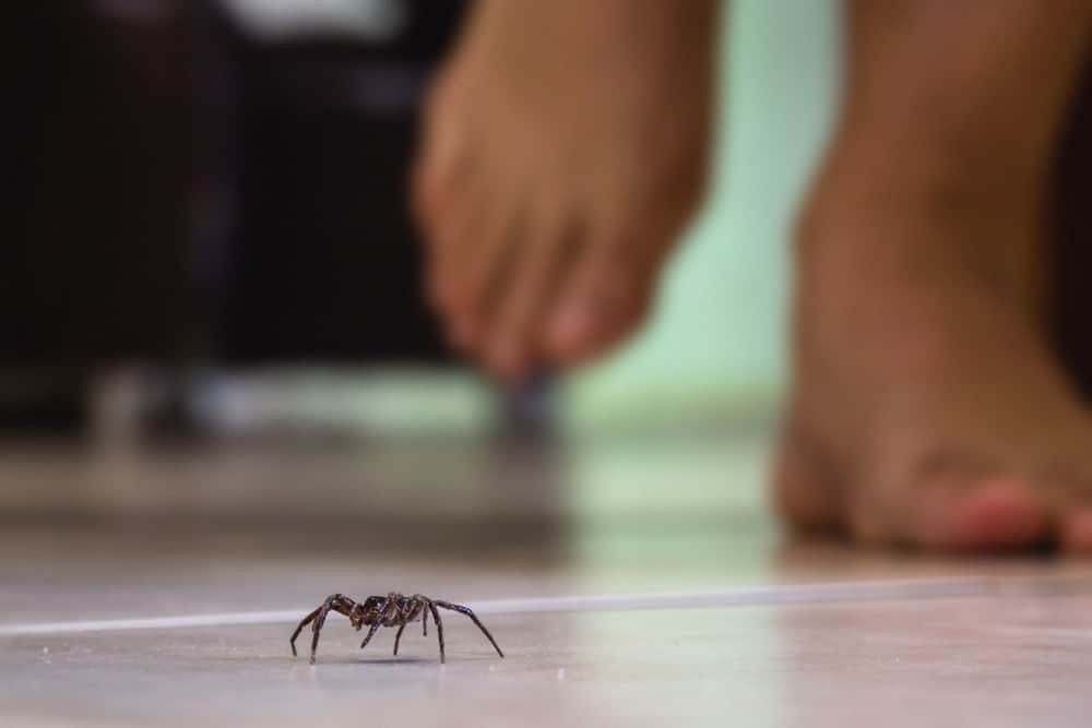 Dusting wolf spiders