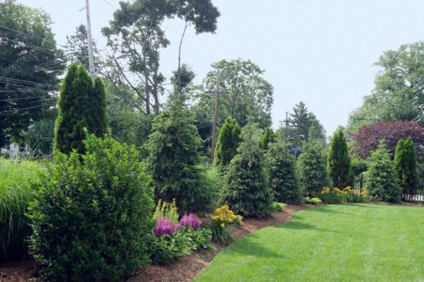 Dwarf pine varieties line up on the edge of the lawn