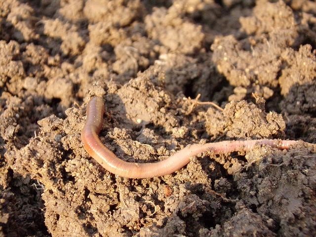 Earthworms