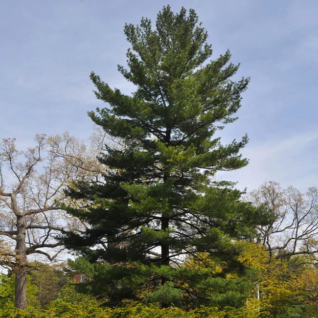 Eastern white pine