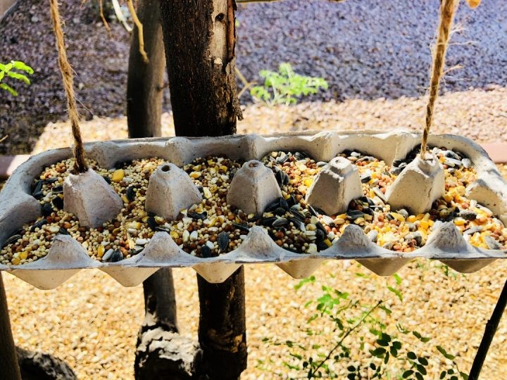 Egg carton as a bird feeder.