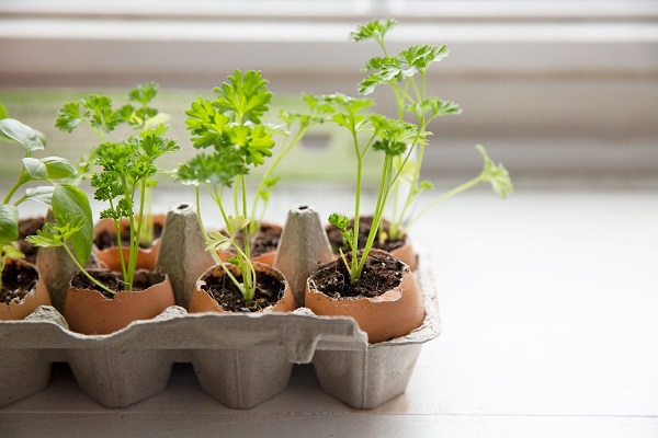 Egg cartons as seedling trays