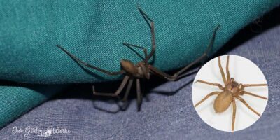 Getting Rid of Brown Recluse Spiders in 3 Easy Steps